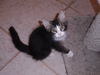 Roxy