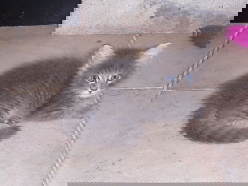 Rascal