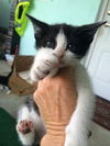 Sox