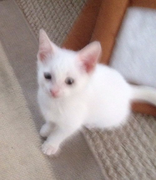 Elsa