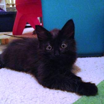 Brownie