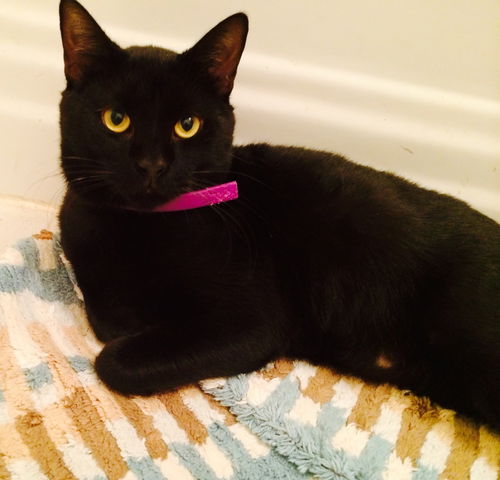 Onyx