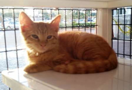 Pumpkin
