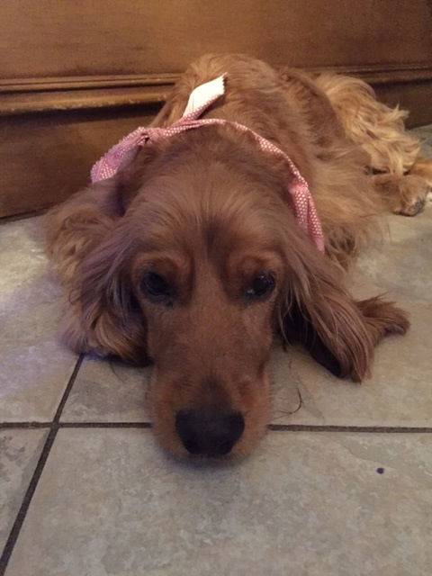 Lilly