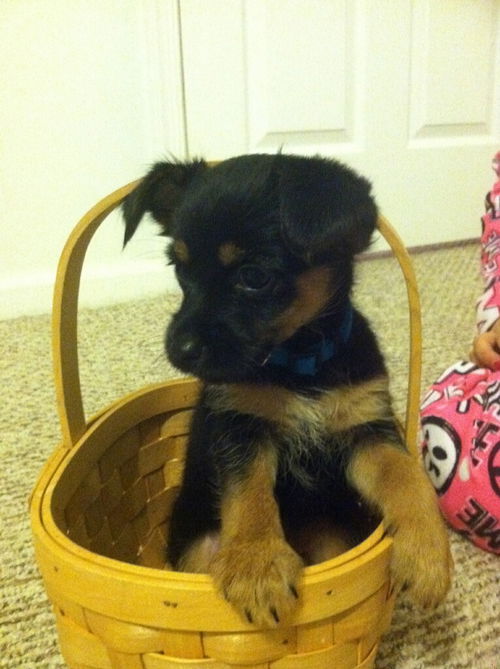 Toby
