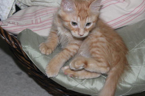 Murphy