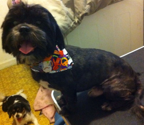 Buster