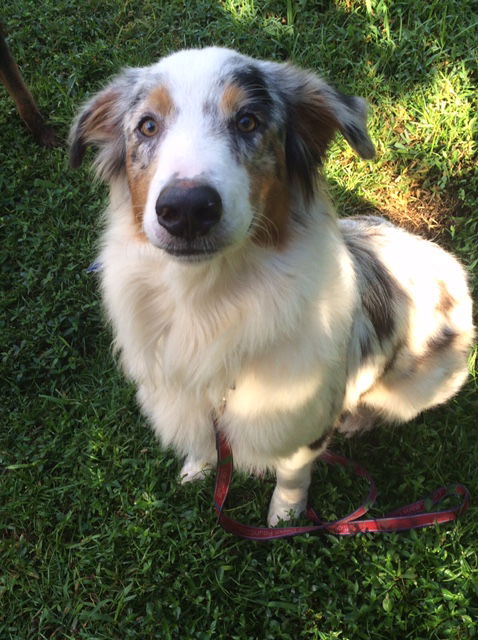 Merlin