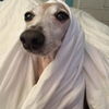 Penny Lane