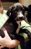 Jitterbug