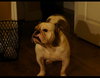 Lola the English