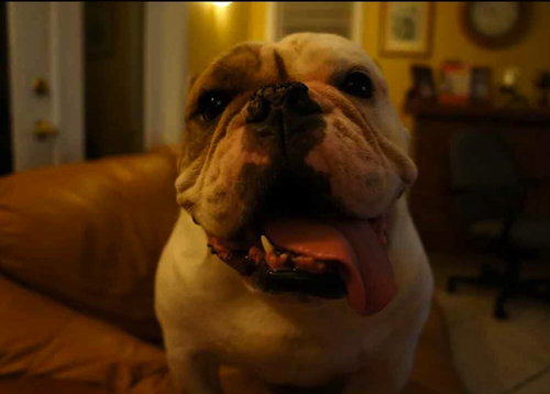 Lola the English