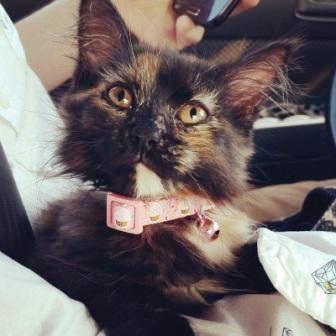 Snickers