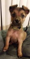 Pixie