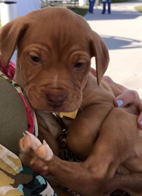 Ella the Mastiff
