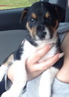 Lola