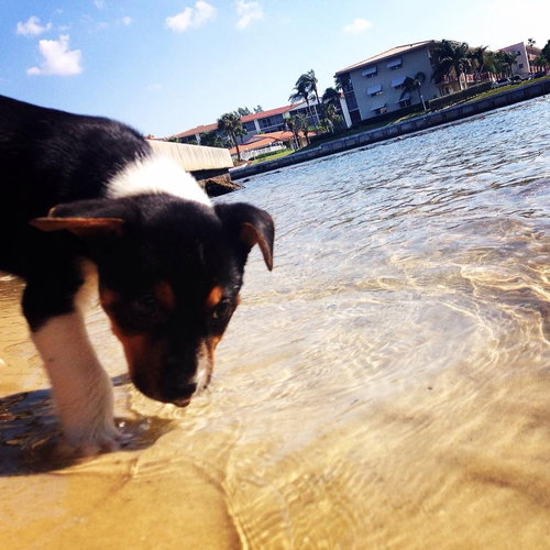 Lola