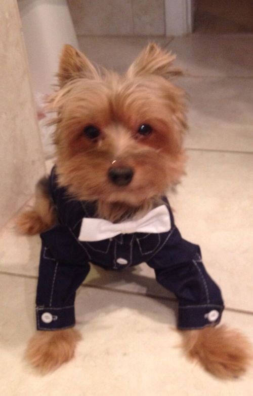 Ziggy the Yorkie