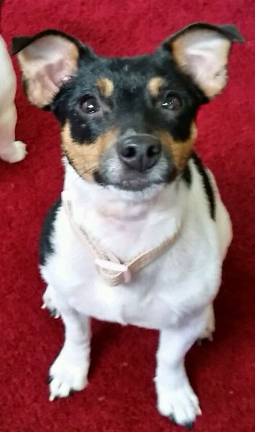 Lulu