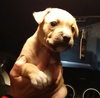 Little Bear