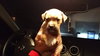 Little Bear