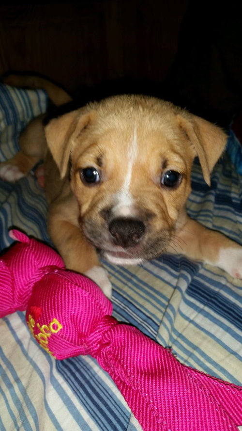 Little Bear