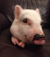 Pig Newton
