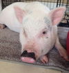 Pig Newton