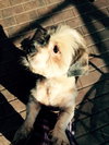 Lou