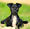 Twiggy