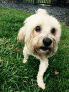 Petey the Maltese