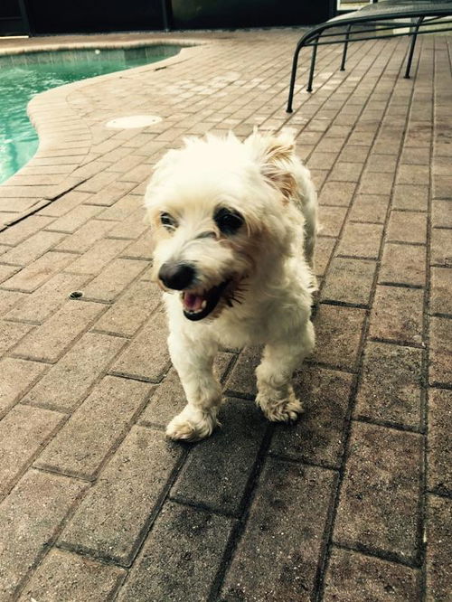 Petey the Maltese