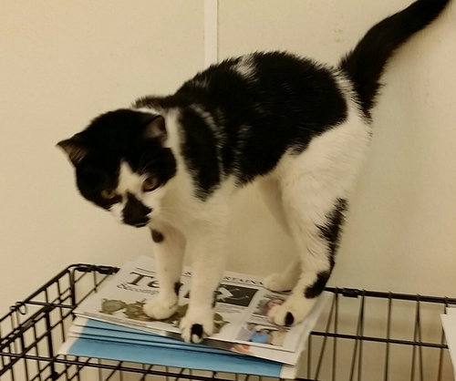 Mittens