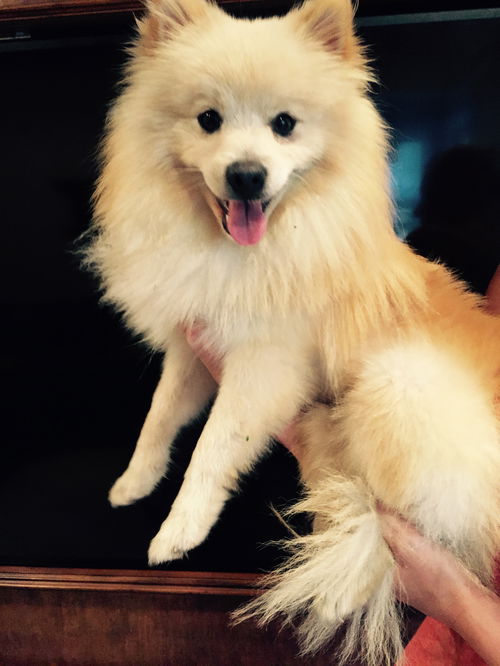 Elvis