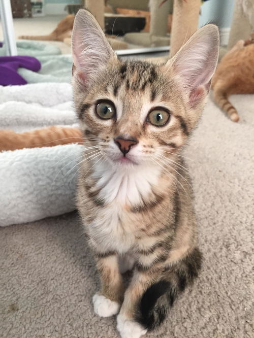 Tasha