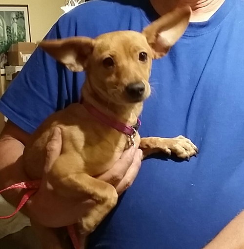 Tinker Bell