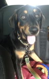 Petey