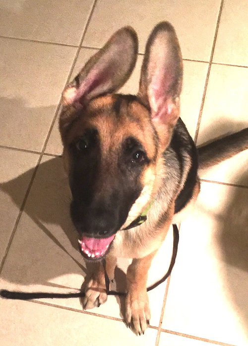 Moose