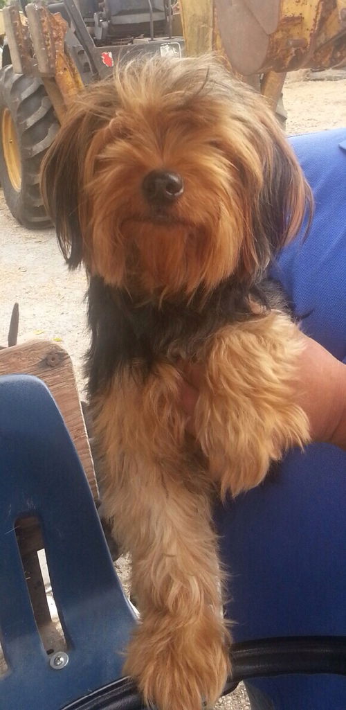 Bentley