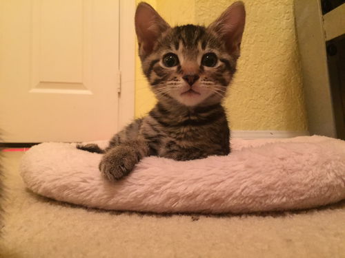 Jax