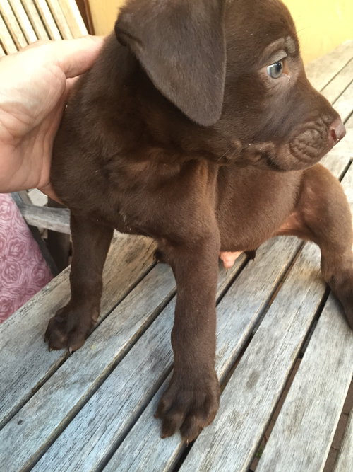 Maverick