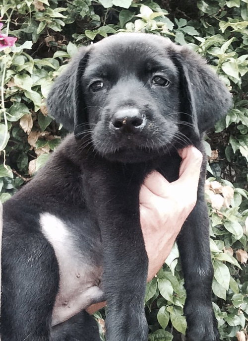 Louie