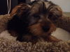 Riley Jr