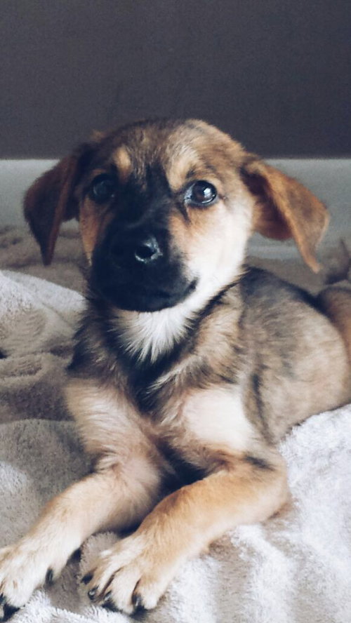 Trey