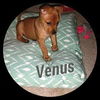 Venus