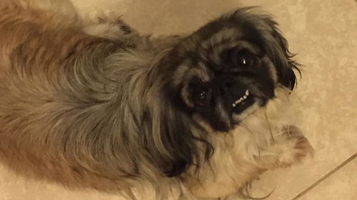 Emma the Peke