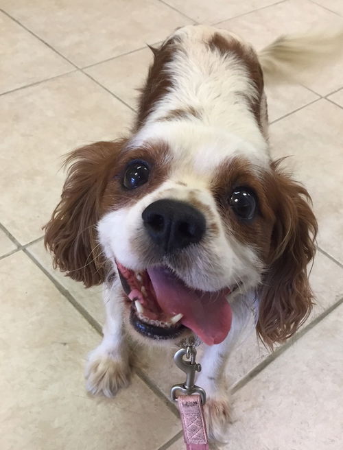 Oliver the Cavi