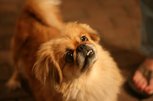 Millie