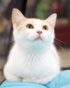 Rosie