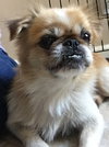Shogun the Peke